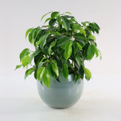 Image showing  4 in. Ficus Spire (3-Pack)