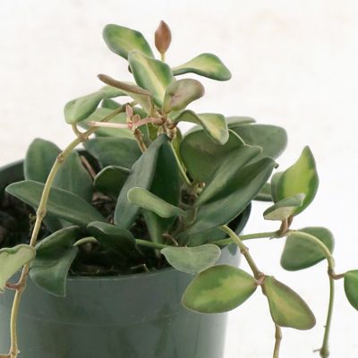 National Plant Network 4 in. Hoya DS-70 Variegated (3-Pack)