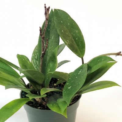 National Plant Network 4 in. Hoya Pubicalyx Green (3-Pack)