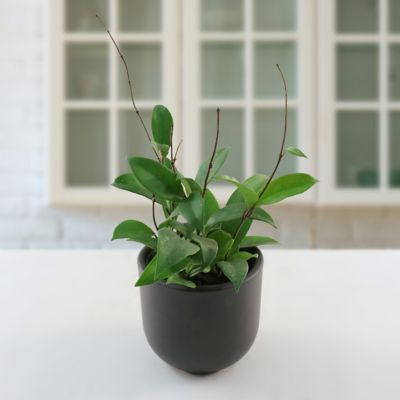 Image showing  4 in. Hoya Pubicalyx Green (3-Pack)