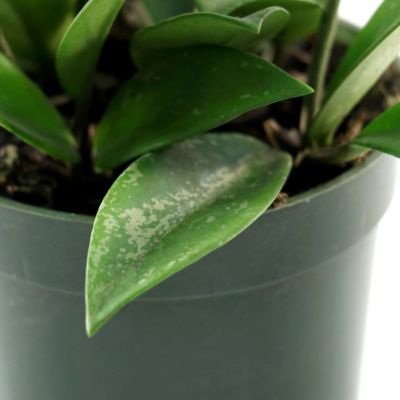 Image showing  4 in. Hoya Pubicalyx Green (3-Pack)