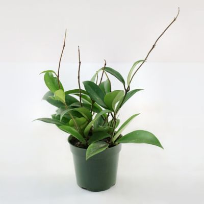 Image showing  4 in. Hoya Pubicalyx Green (3-Pack)
