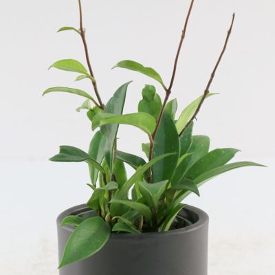 Image showing  4 in. Hoya Pubicalyx Green (3-Pack)