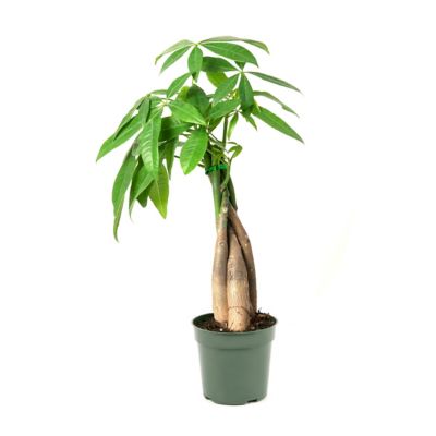 National Plant Network 4 in. Pachira Aquatica Braided Money Tree (3-Pack)