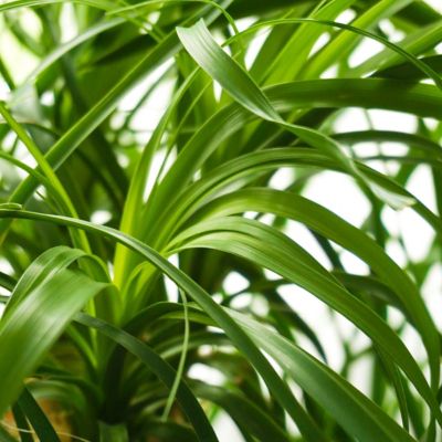 Image showing  4 in. Ponytail Palm (3-Pack)