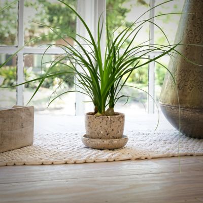 Image showing  4 in. Ponytail Palm (3-Pack)