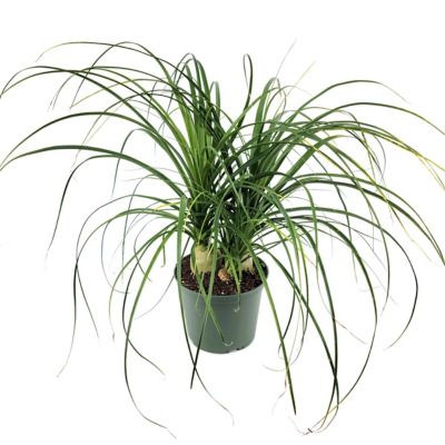 Image showing  4 in. Ponytail Palm (3-Pack)