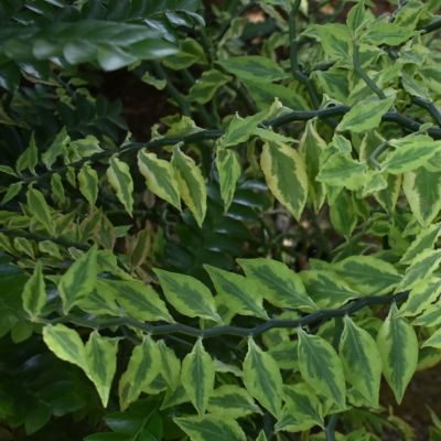 Image showing  4 in. Pedilanthus Tithymaloides Variegated (3-Pack)