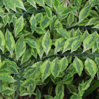 Image showing  4 in. Pedilanthus Tithymaloides Variegated (3-Pack)