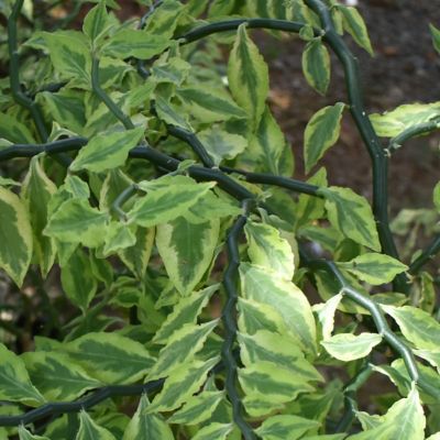 Image showing  4 in. Pedilanthus Tithymaloides Variegated (3-Pack)