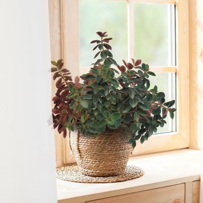 Image showing  4 in. Peperomia Double Duty (3-Pack)