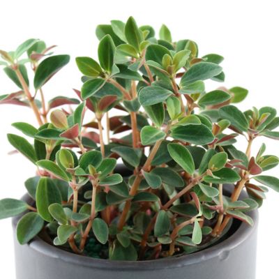 Image showing  4 in. Peperomia Double Duty (3-Pack)