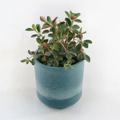Image showing  4 in. Peperomia Double Duty (3-Pack)