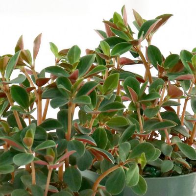 Image showing  4 in. Peperomia Double Duty (3-Pack)