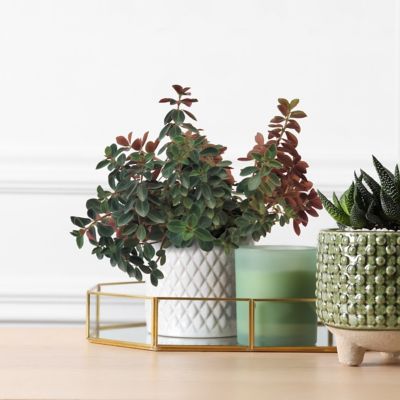 Image showing 5 th National Plant Network 4 in. Peperomia Double Duty (3-Pack)