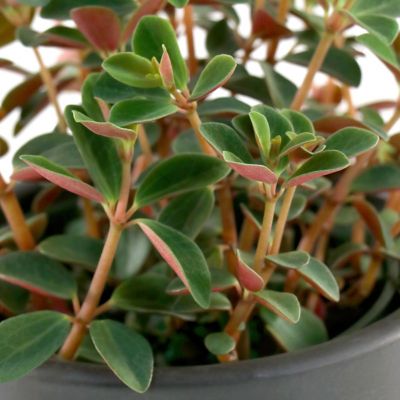 Image showing 6 th National Plant Network 4 in. Peperomia Double Duty (3-Pack)