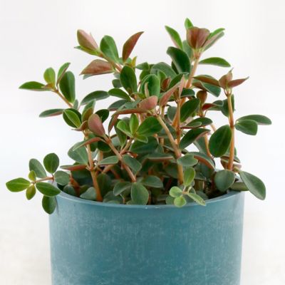 Image showing 7 th National Plant Network 4 in. Peperomia Double Duty (3-Pack)
