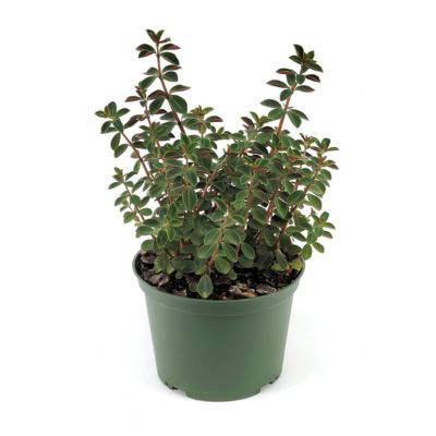 Image showing 8 th National Plant Network 4 in. Peperomia Double Duty (3-Pack)