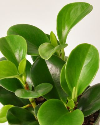 Image showing  4 in. Peperomia Ginny (3-Pack)