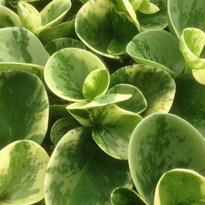 National Plant Network 4 in. Peperomia Marble (3-Pack)