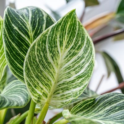 Image showing  4 in. Philodendron Birkin (3-Pack)