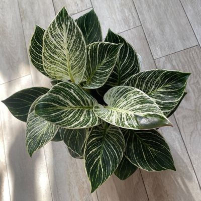 Image showing  4 in. Philodendron Birkin (3-Pack)