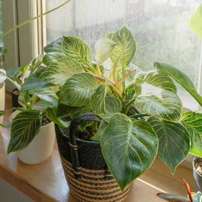 Image showing  4 in. Philodendron Birkin (3-Pack)