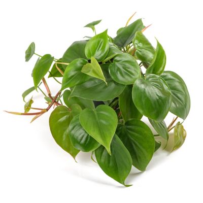 Image showing  4 in. Philodendron Cordatum (3-Pack)