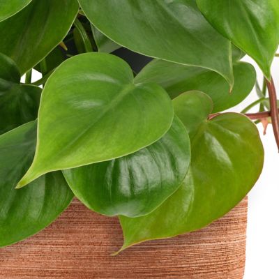 Image showing  4 in. Philodendron Cordatum (3-Pack)