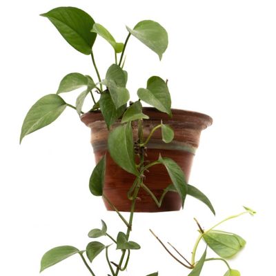 Image showing  4 in. Philodendron Cordatum (3-Pack)
