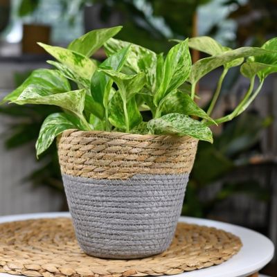 Image showing  4 in. Pothos Marble Queen (3-Pack)