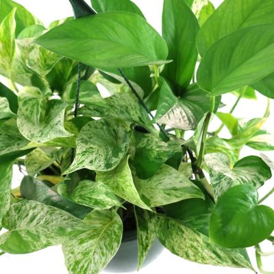 Image showing  4 in. Pothos Marble Queen (3-Pack)
