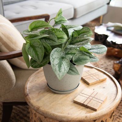 National Plant Network 4 in. Pothos Silver Satin
