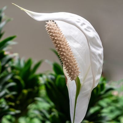Image showing 2 th National Plant Network 4 in. Spathiphyllum Domino (3-Pack)