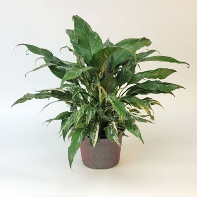Image showing 3 th National Plant Network 4 in. Spathiphyllum Domino (3-Pack)
