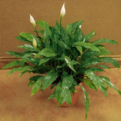 Image showing 4 th National Plant Network 4 in. Spathiphyllum Domino (3-Pack)