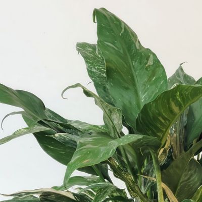 Image showing 6 th National Plant Network 4 in. Spathiphyllum Domino (3-Pack)