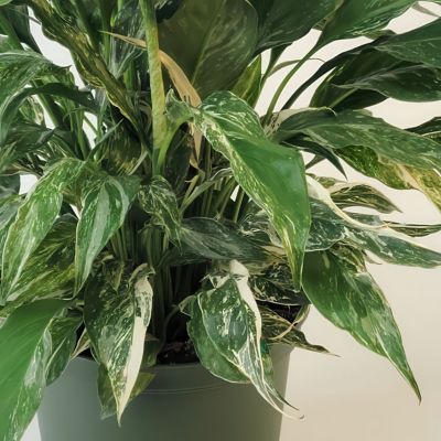 Image showing 7 th National Plant Network 4 in. Spathiphyllum Domino (3-Pack)