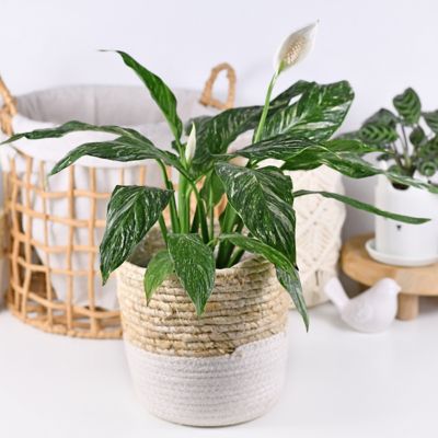Image showing 8 th National Plant Network 4 in. Spathiphyllum Domino (3-Pack)