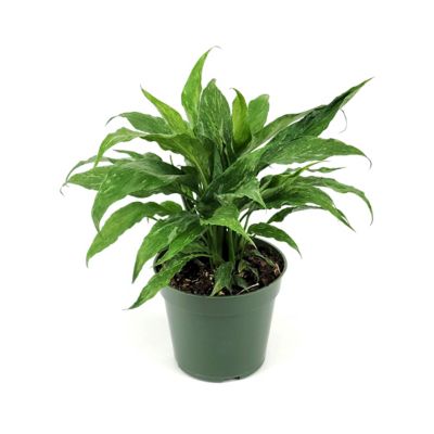 Image showing 9 th National Plant Network 4 in. Spathiphyllum Domino (3-Pack)