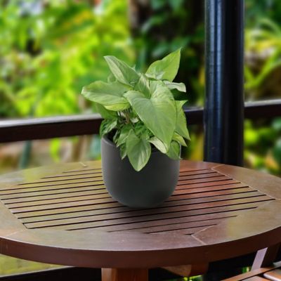 Image showing  4 in. Syngonium Mango Holly (3-Pack)