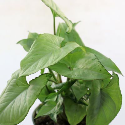 Image showing  4 in. Syngonium Mango Holly (3-Pack)