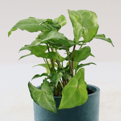 Image showing  4 in. Syngonium Mango Holly (3-Pack)