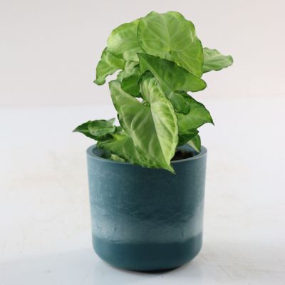 Image showing  4 in. Syngonium Mango Holly (3-Pack)