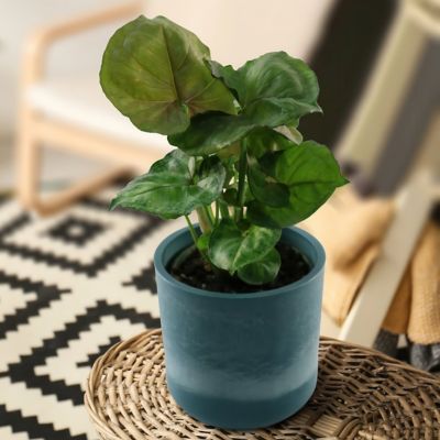 Image showing  4 in. Syngonium Mango Allusion, 3 pk.