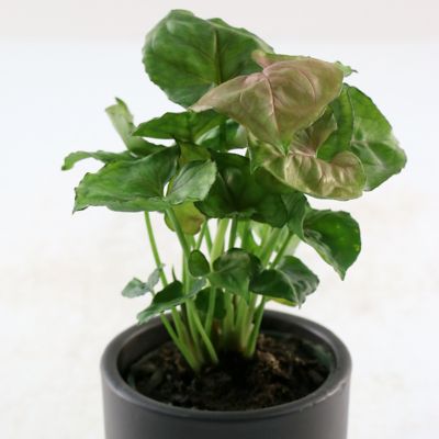 Image showing  4 in. Syngonium Mango Allusion, 3 pk.