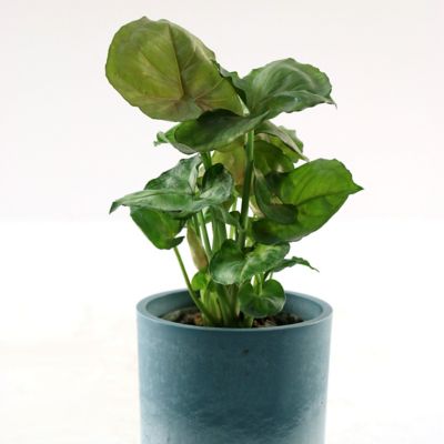 Image showing  4 in. Syngonium Mango Allusion, 3 pk.