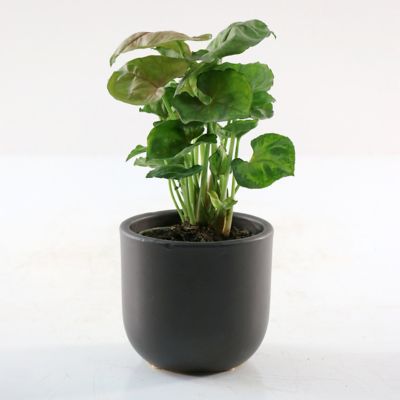 Image showing 5 th National Plant Network 4 in. Syngonium Mango Allusion, 3 pk.