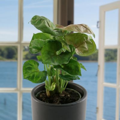 Image showing 7 th National Plant Network 4 in. Syngonium Mango Allusion, 3 pk.