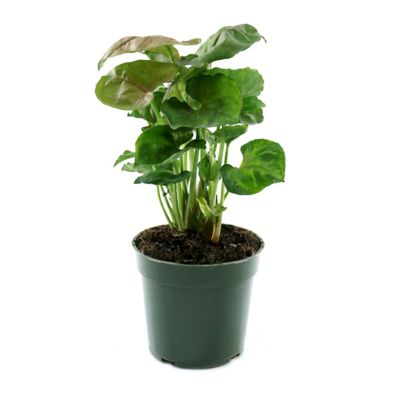 Image showing 8 th National Plant Network 4 in. Syngonium Mango Allusion, 3 pk.